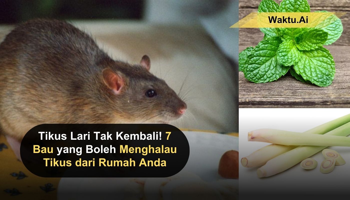 Menghalau Tikus dari Rumah